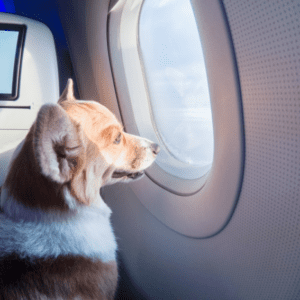 Cachorro olhando pela janela do avião.