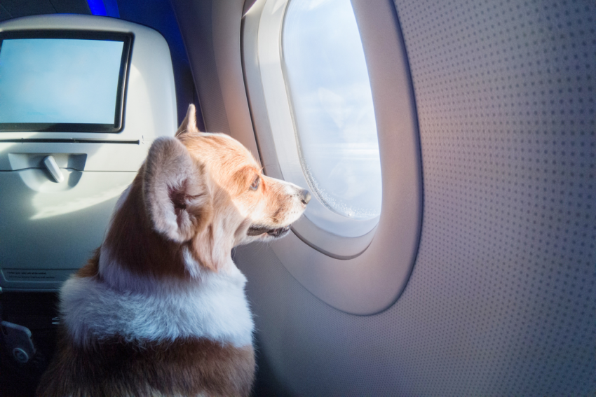 Cachorro olhando pela janela do avião.